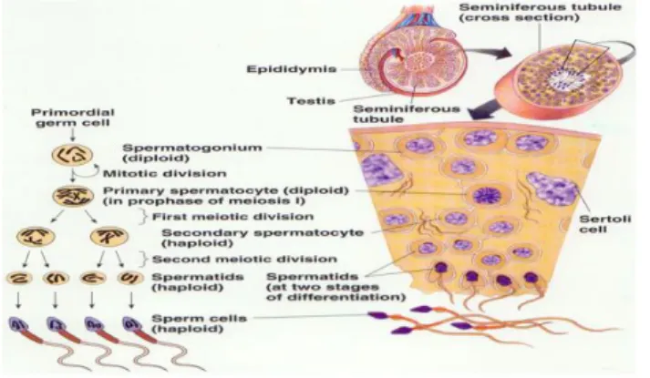 Gambar 2.4. Proses Spermatogenesis 