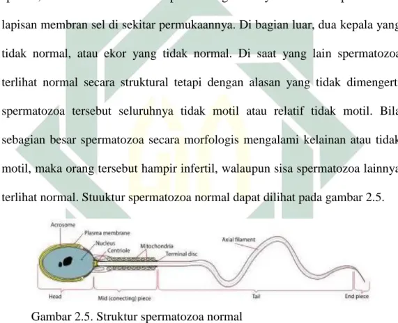 Gambar 2.5. Struktur spermatozoa normal   Sumber: Riani, 2011 