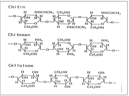 Gambar 1.  Struktur Kimia Kitin, Kitosan dan Sellulosa (Muzzarelli dan Joles, 1999). 