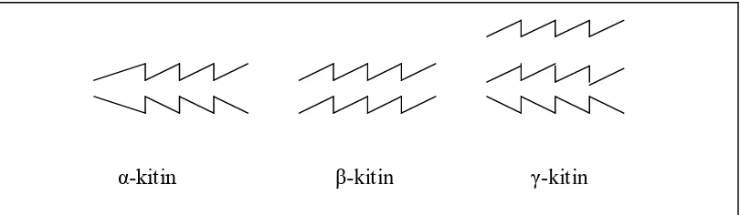 Gambar 2.  Bentuk α-khitin, β-hkitin,dan γ-khitin (Angka dan Suhartono, 2000). 
