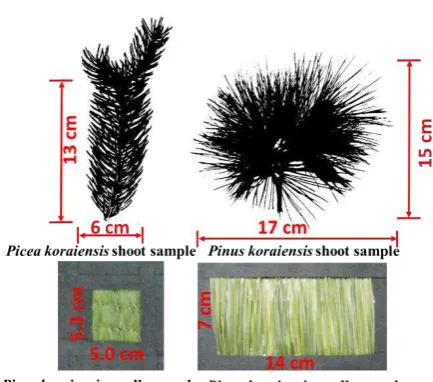Figure 3. Samples of shoots and needles in the holderwindow. Sizes of the shoots were 13 cm by 6 cm (Piceakoraiensis) and 15 cm by 17 cm (Pinus koraiensis).Dimensions of the holder windows were 5.3 cm by 5.0 cm(Picea koraiensis) and 7 cm by 14 cm (Pinus koraiensis).
