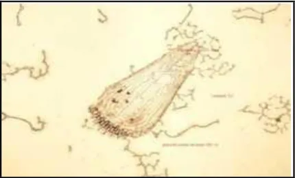 Gambar 4. Brooklynella hostilis 