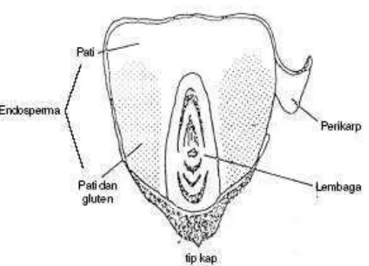 Gambar 1. Struktur biji jagung  Sumber : Suarni dan Widowati (2011) 