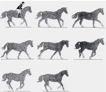 Figur 3. Galopperande häst, tretaktsgalopp eller ”canter” i högergalopp. I tretaktsgalopp  har hästen omväxlande: en, tre, två, tre, en och ingen hov i marken