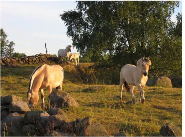 Figur 8. Fjordhästar på sommarbete. Damen längst till höger, Wilma 24-02-1081, har  varit vänlig nog att medverka vid insamling av data