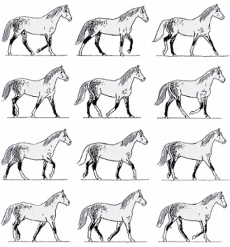 Figur 1. Skrittande häst. I skritt har hästen omväxlande tre eller två ben i markkontakt