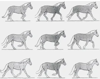 Figur 2. Travande häst, arbetstrav. I trav har hästen antingen två eller ingen hov i  marken [1]