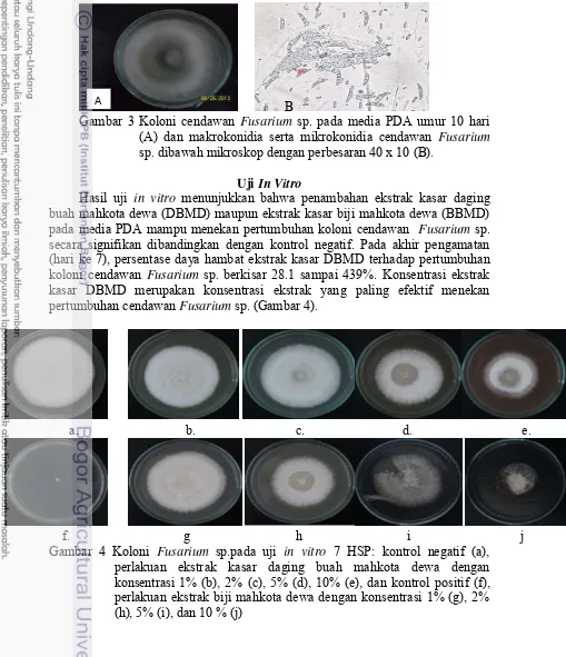 Gambar 3 Koloni cendawan Fusarium sp. pada media PDA umur 10 hari 