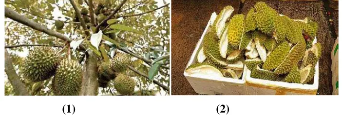 Gambar 1.(1) Pohon Durian dan (2) Kulit Durian 