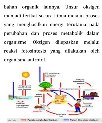 Gambar 2.1 Siklus karbon dan siklus oksigen  3) Siklus nitrogen  