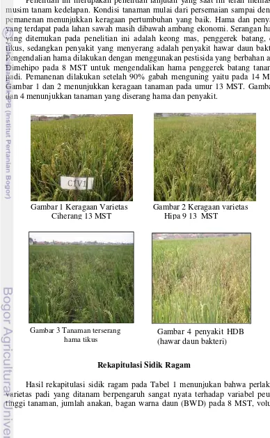 Gambar 1 dan 2 menunjukkan keragaan tanaman pada umur 13 MST. Gambar 3 