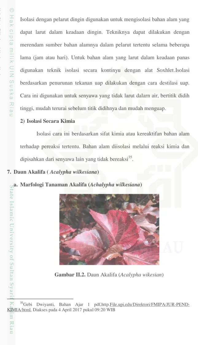 Gambar II.2. Daun Akalifa (Acalypha wikesian) 