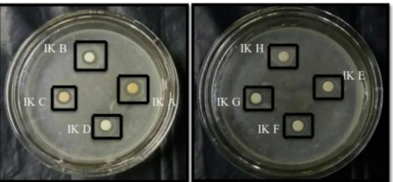 Gambar  1. Zona bening  pada isolat  bakteri kitinolitik asal kerang  Anadara  gradosa 