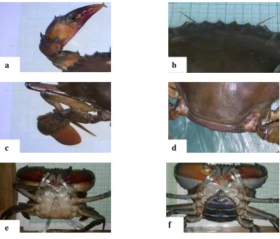 Gambar 10. Karakter Morfologi Kepiting Bakau 