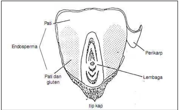 Gambar 1. Struktur biji jagung 