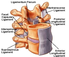 Gambar  2.3 Ligamen - ligamen yang memperkuat columna vertebralis 