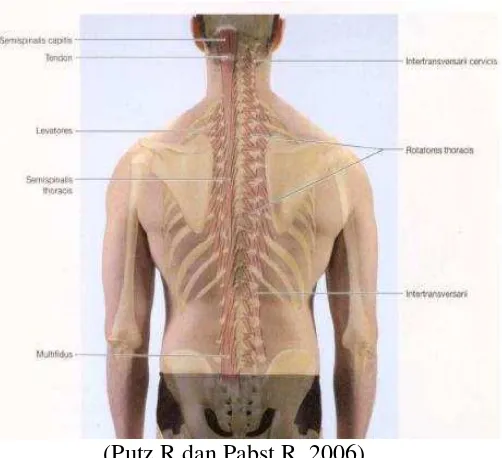 Gambar  2.5 Otot- otot Paravertebral 