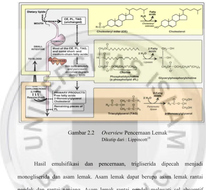 Gambar 2.2   Overview Pencernaan Lemak 