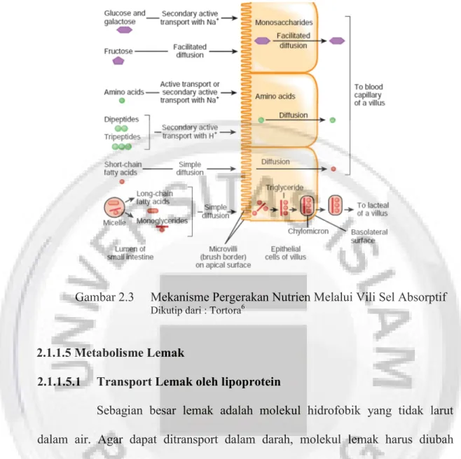 Gambar 2.3  Mekanisme Pergerakan Nutrien Melalui Vili Sel Absorptif 