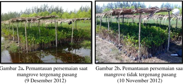 Gambar 2a. Pemantauan persemaian saat      Gambar 2b. Pemantauan persemaian saat               mangrove tergenang pasang                    mangrove tidak tergenang pasang 