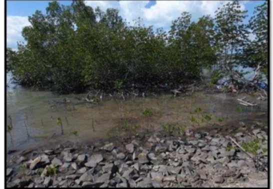 Gambar 4c. Kondisi Mangrove di Desa Tukak 