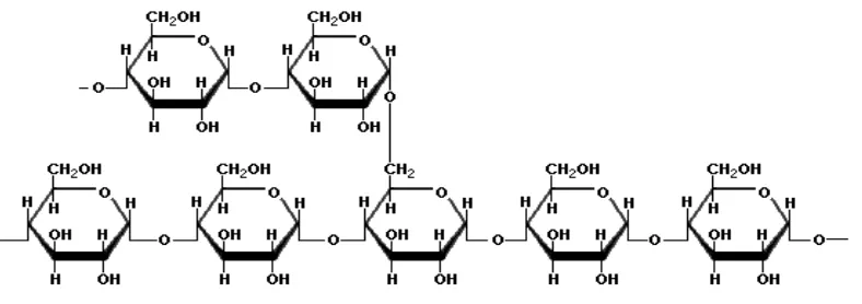 Gambar 2. Struktur amilopektin Sumber : Winarno (1992). 