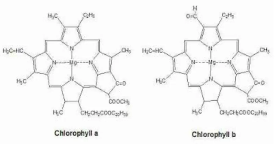 Gambar 2.1 Struktur Kimia Klorofil 