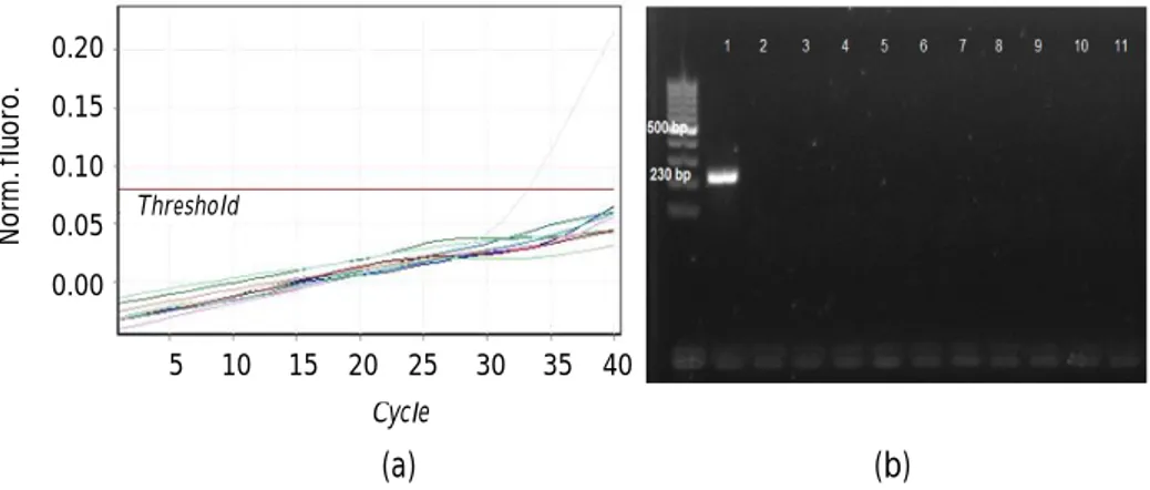 Figure 1. Results of qPCR primer PirA testing (a) and conventional PCR primer AP4 (b) testing on healthy vannamei shrimp tissues.