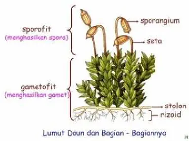 Gambar 2.5 Struktur Sporofit dan Gametofit  Tubuh Lumut