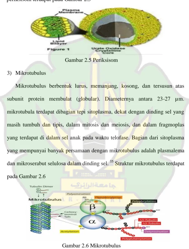 Gambar 2.5 Periksisom  3)  Mikrotubulus 