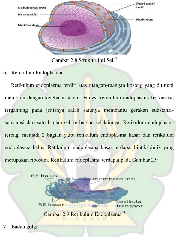Gambar 2.8 Struktur Inti Sel 37 6)  Retikulum Endoplasma 