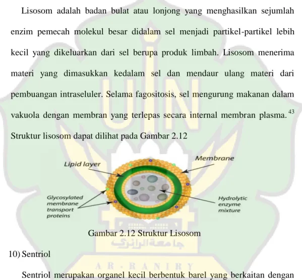 Gambar 2.12 Struktur Lisosom  10) Sentriol 