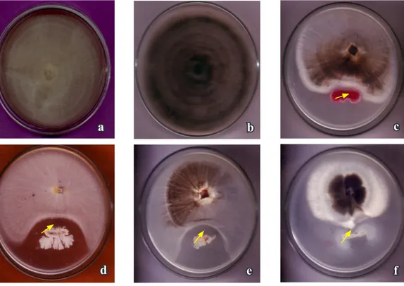 Gambar 1.  Penghambatan  pertumbuhan koloni  patogen cabai oleh rizobakteri (Inhibition  effect of rhizobacteria on colony growth of  fungal pathogens)