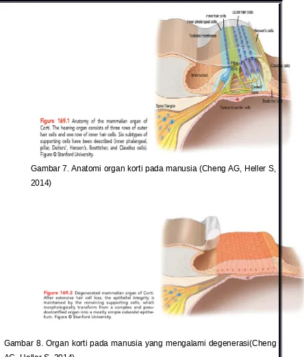 Gambar 7. Anatomi organ korti pada manusia (Cheng AG, Heller S,
