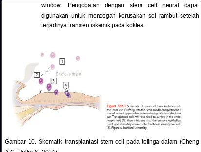 Gambar 10. Skematik transplantasi stem cell pada telinga dalam (Cheng