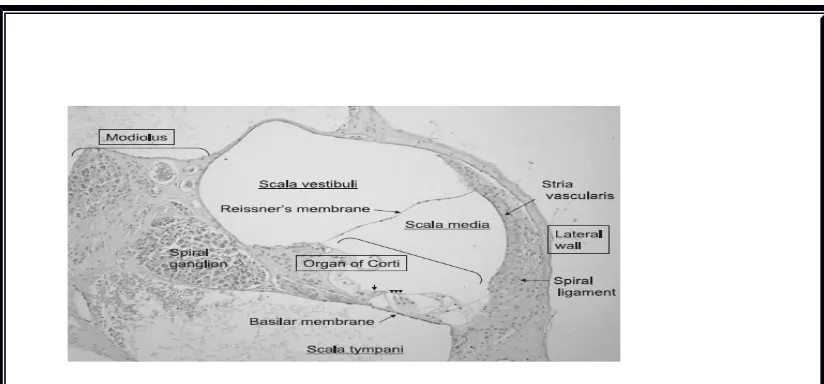 Gambar 2. Anatomi Koklea(Nagashima, et al., 2005)