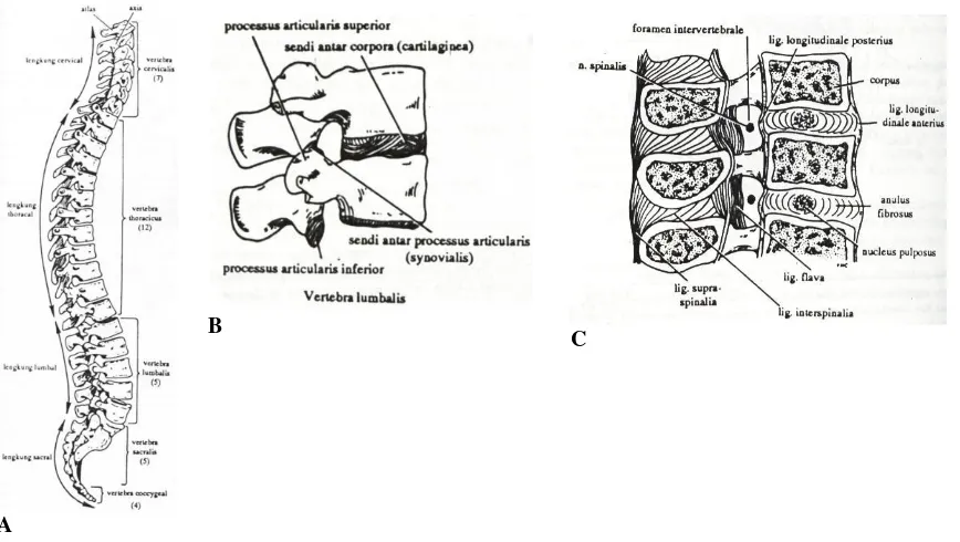 Gambar 1. A. Columna vertebralis dan kurvaturanya, B. Persendian pada vertebrae lumbalis, C