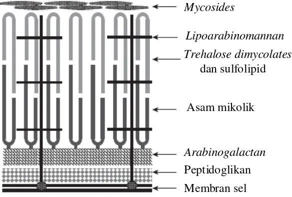 Gambar 2.1. Lapisan-lapisan bakteri MTB.9