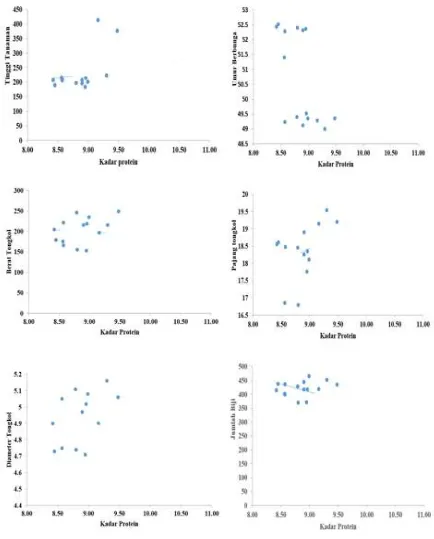 Gambar 3.   Grafik Hubungan antara Kadar Protein (%) dengan Tinggi Tanaman (cm);   Umur Berbunga (hari);  Berat (g), Panjang (cm), dan Diameter Tongkol (cm); serta Jumlah Biji per Tongkol pada Tanaman Jagung Bersari Bebas yang Dikembangkan sebagai Aksesi y