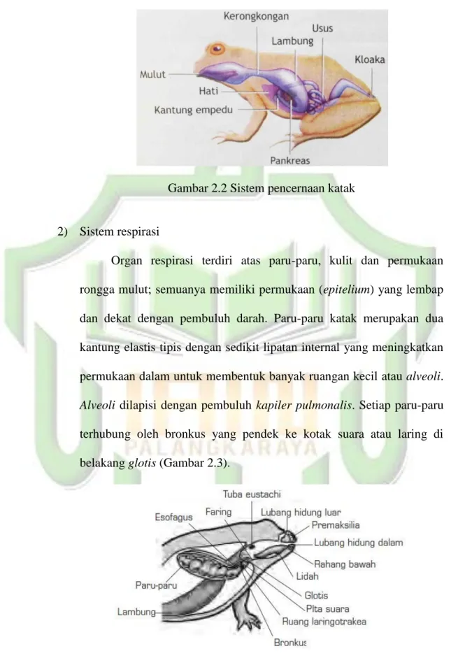 Gambar 2.2 Sistem pencernaan katak 