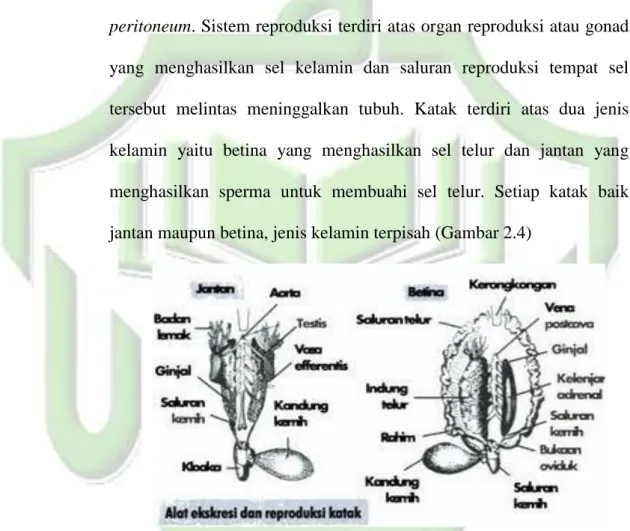 Gambar 2.3 Sistem respirasi katak 