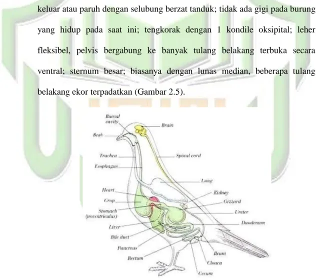 Gambar 2.5 Struktur tubuh burung 