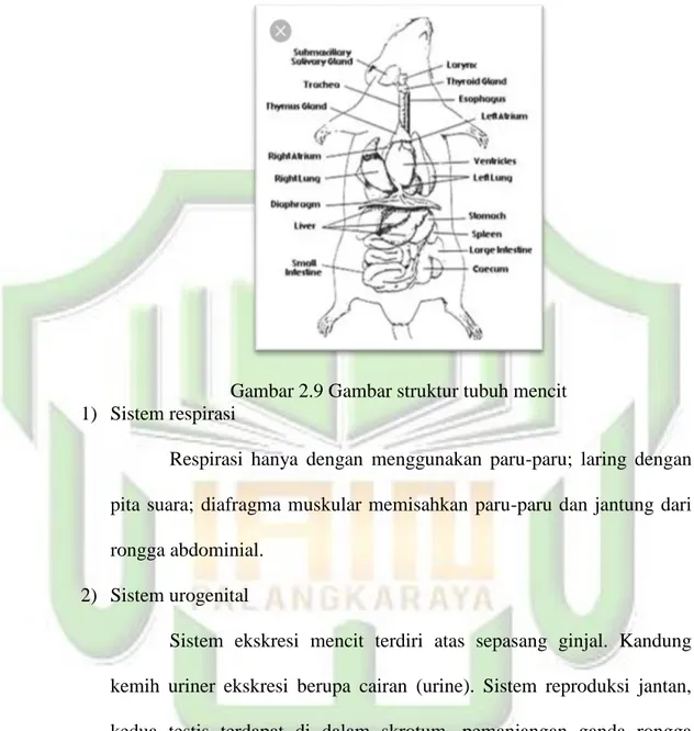 Gambar 2.9 Gambar struktur tubuh mencit  1)  Sistem respirasi 