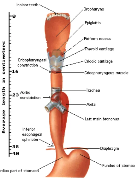 Gambar 2.1 Gross Anatomy of Esophagus.17 