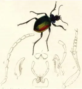 Gambar 2.2. Kumbang Carabidae, Calosoma sycophanta (Watson & 