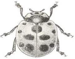 Gambar 2.3.  Kumbang predator aphids,  Coccinella undecimpunctata 