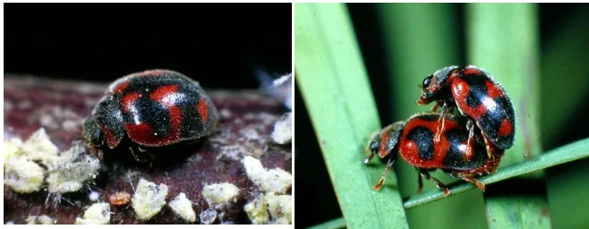 Gambar 2.4. Kumbang vedelia, Rodolia cardinalis predator kutu tanaman jeruk (Icerya purchasi) (Bryant & Hemberger 2008) 