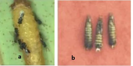 Gambar 2.9.  Diadegma semiclausum, parasitoid larva  Plutella xylostella (Herlinda 2005) 