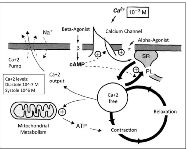 Gambar 2.8 Mekanisme Aksi Dari Obat Golongan CCB (Tocci et al, 2014)  Tabel II.4 Sifat Berbagai Calcium Channel Blocker (Gunawan et al,2012) 