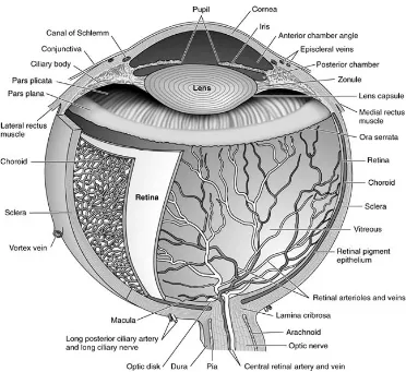 Gambar 2.1 Struktur internal bola mata 